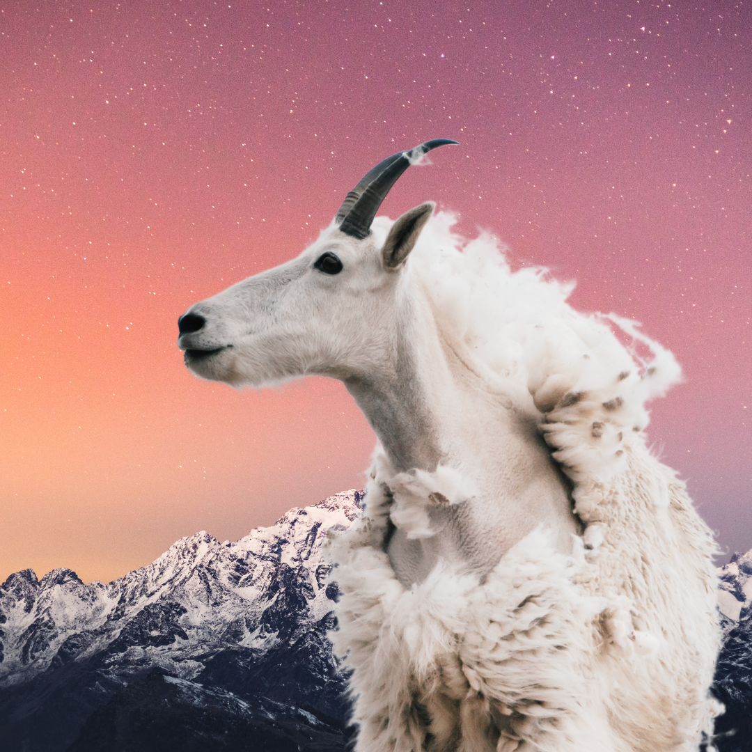 A mountain goat looking at the sky at sunset